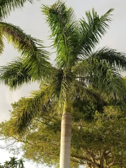 Palm Tree Matalach FL